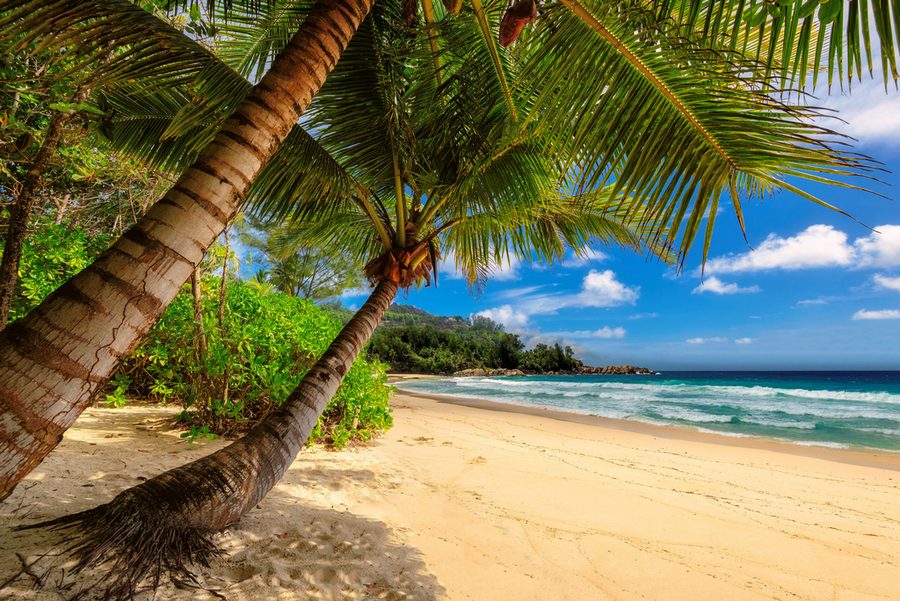 A palm-lined beach at a Caribbean all-inclusive resort